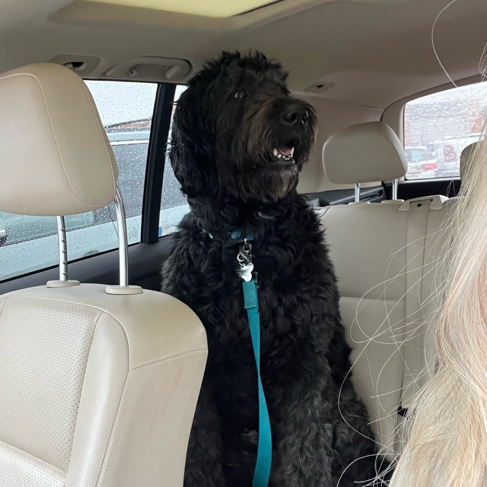 Meet your Posher, Maddie